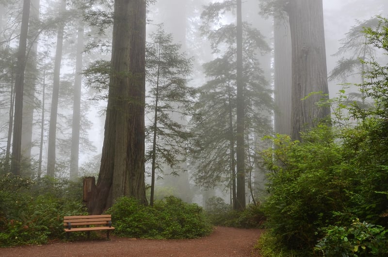 Redwood National Park, USA